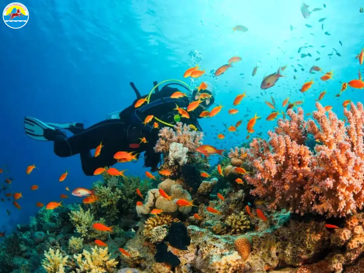 du lịch cù lao chàm