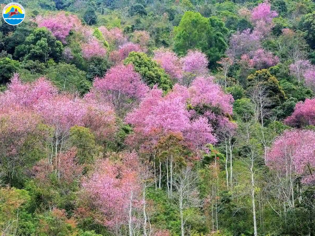 du lịch đà lạt tháng mấy đẹp nhất