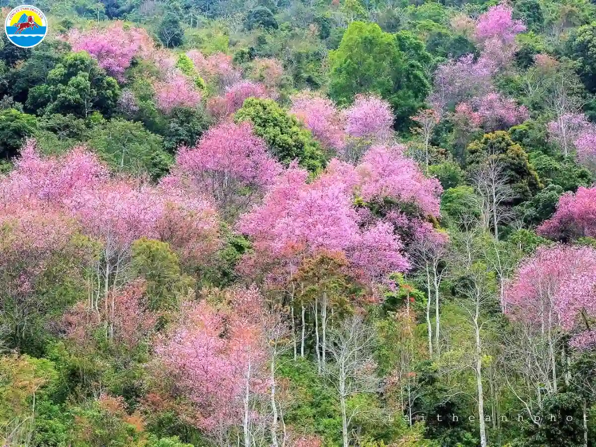 du lịch đà lạt tháng mấy đẹp nhất​