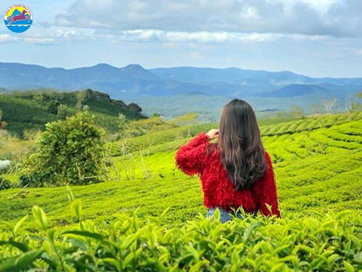 Săn mây và đón bình minh tại Đồi chè Cầu Đất