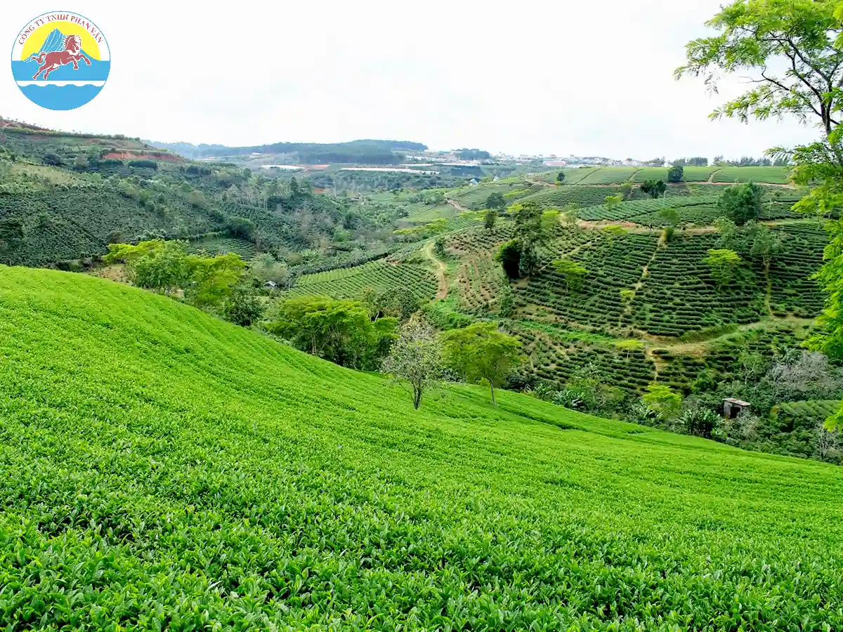 chi phí đi đà lạt cho 2 người