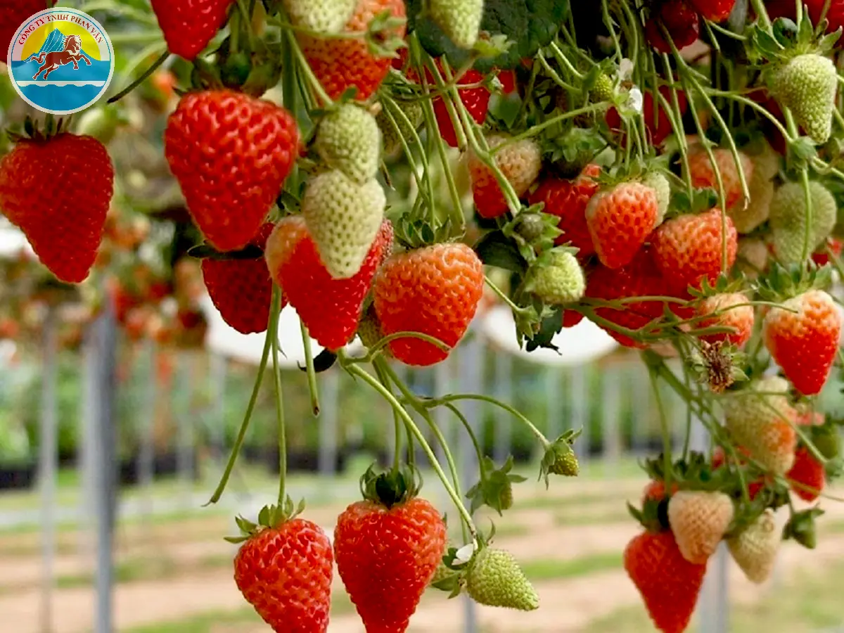 chi phí du lịch đà lạt 2 người