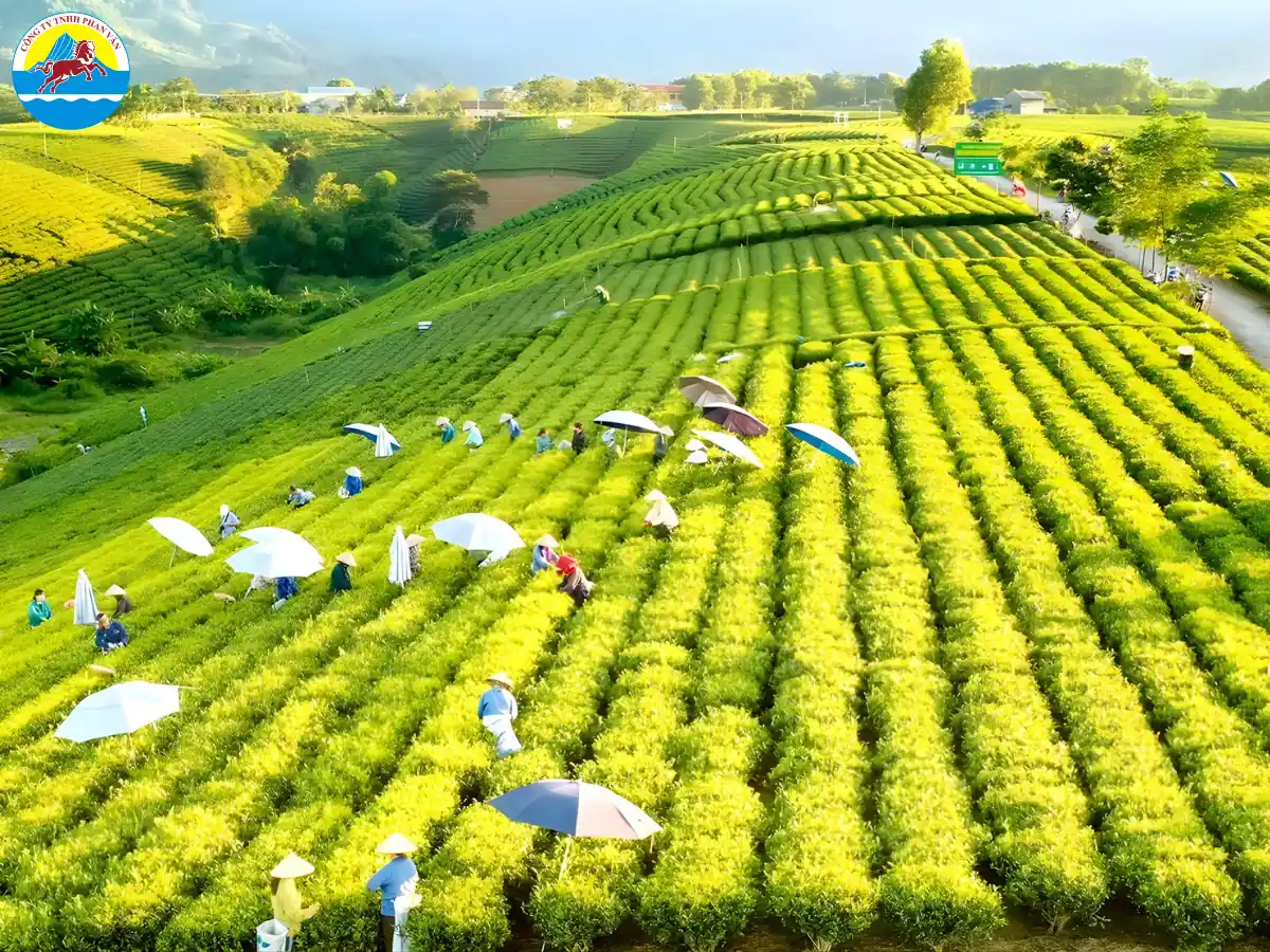 Vùng chè đặc sản La Bằng