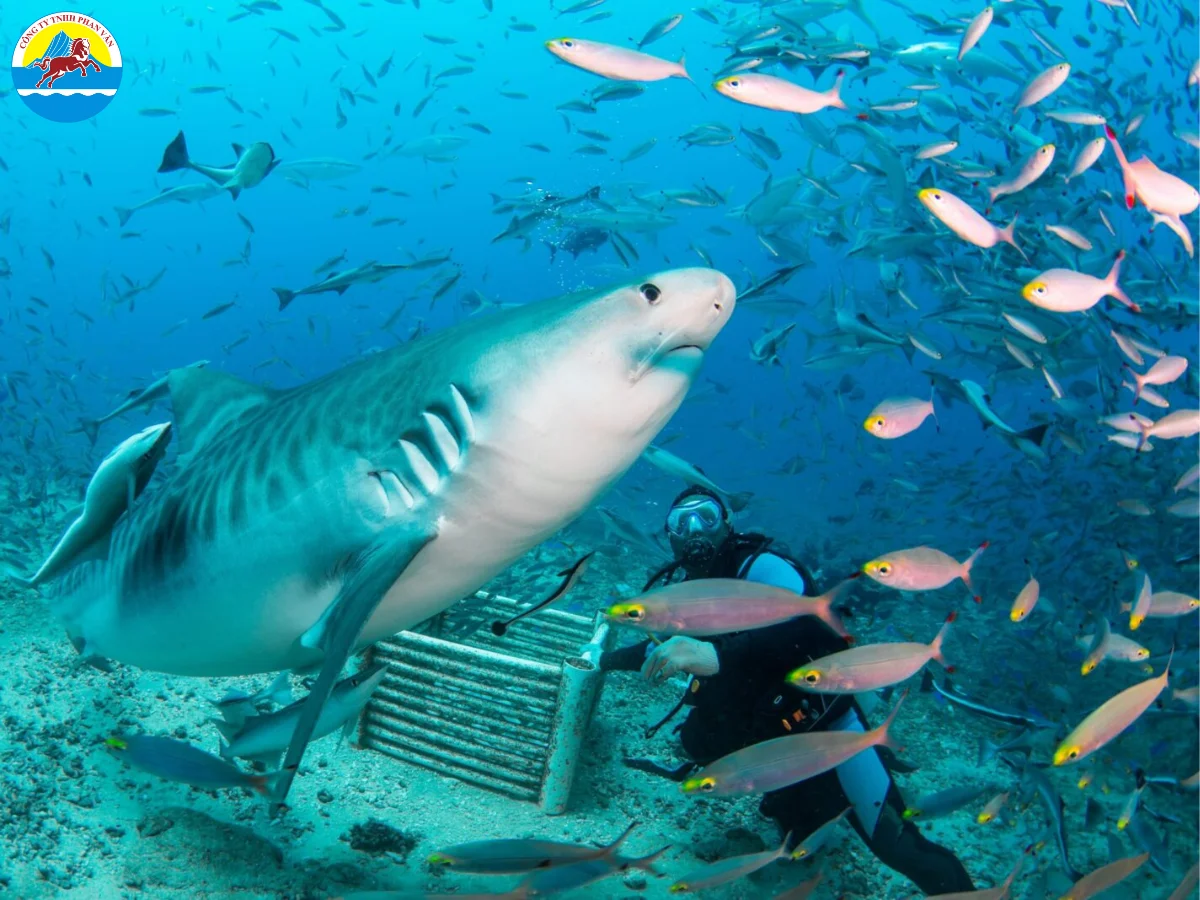 du lịch Fiji