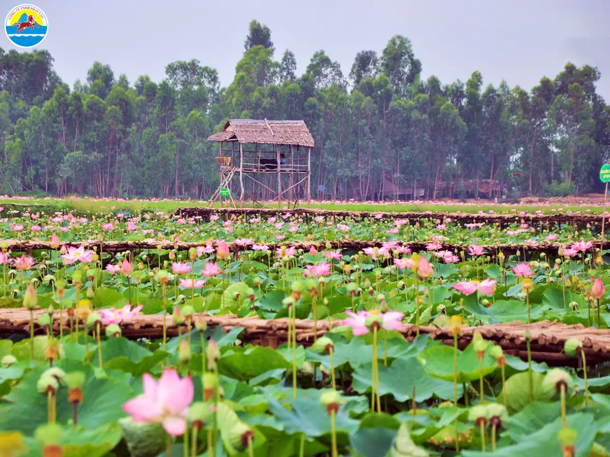 du lịch đồng tháp 2 ngày 1 đêm