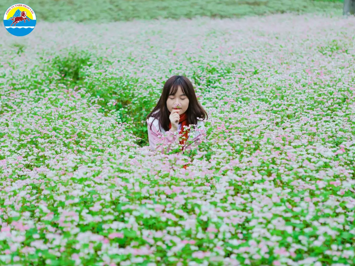 mùa hoa tam giác mạch Hà Giang​