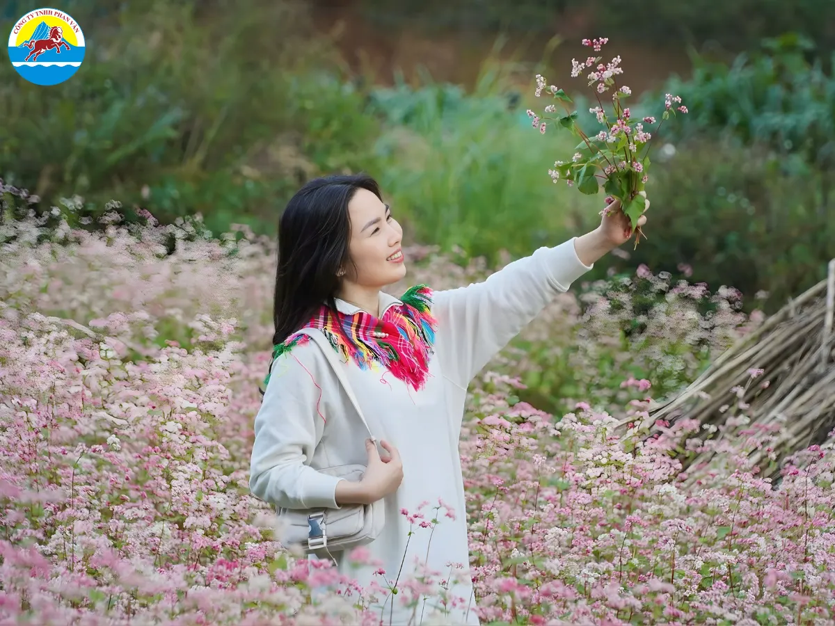 mùa hoa tam giác mạch Hà Giang​