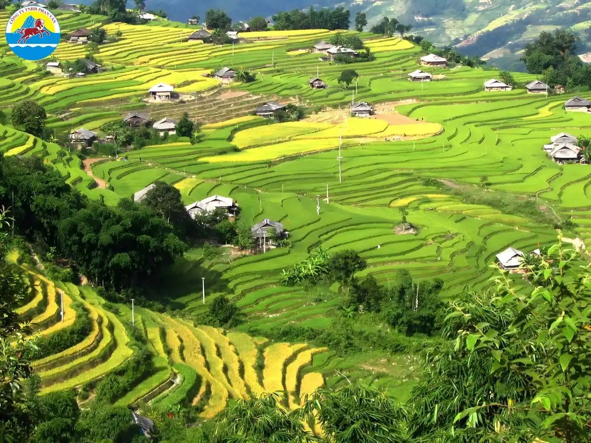 Ruộng bậc thang Thông Nguyên