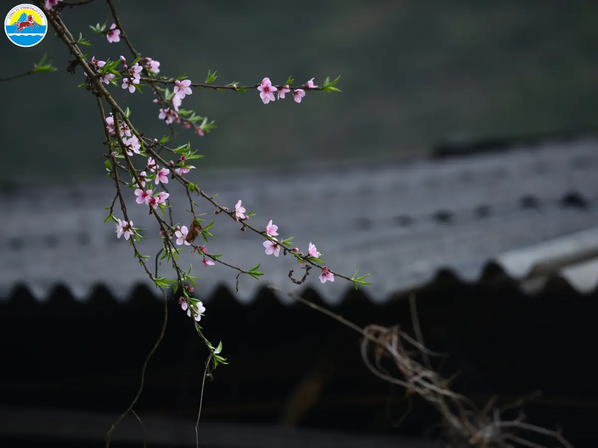 du lịch hà giang tháng mấy​