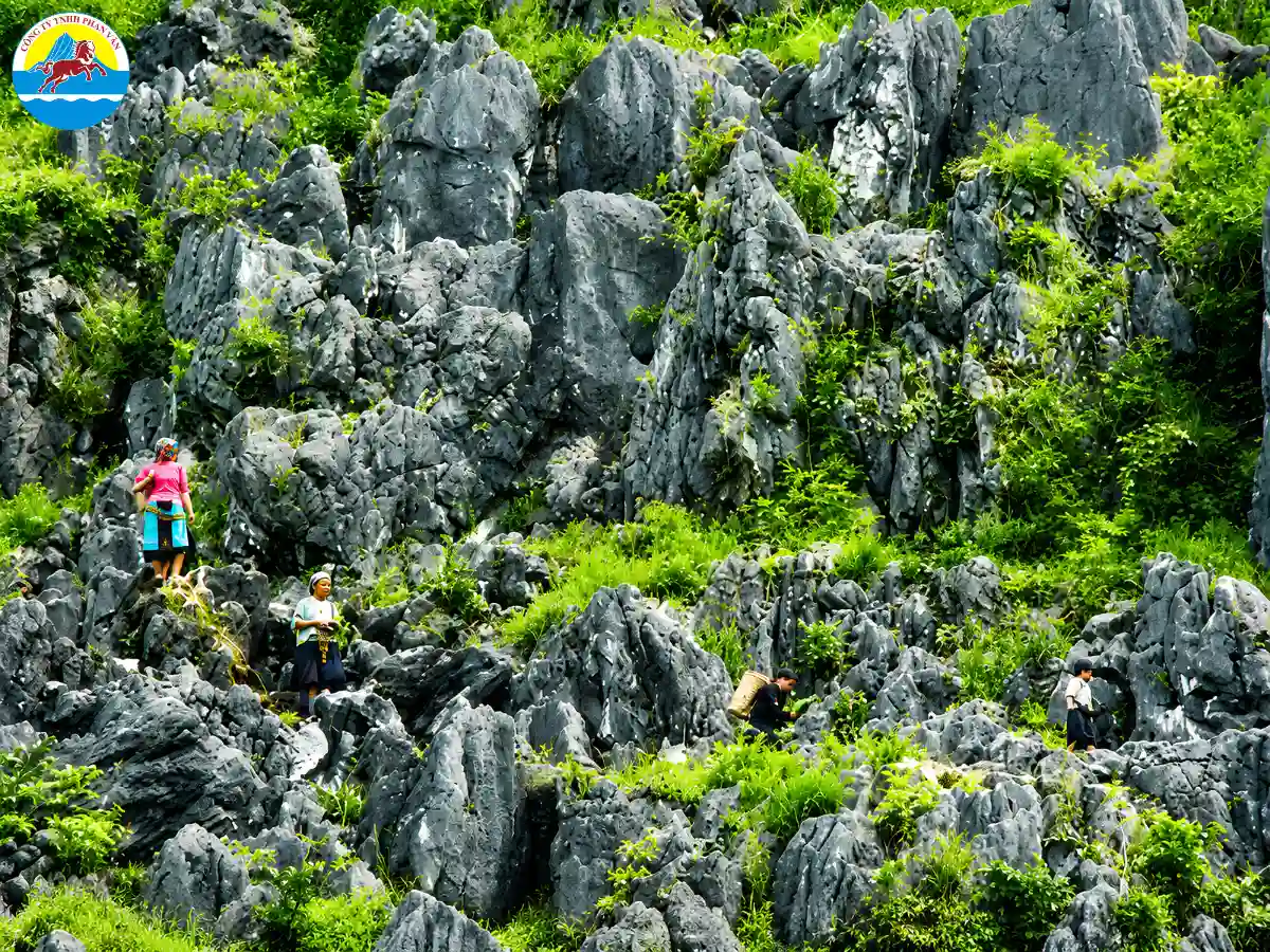 Cao nguyên đá Đồng Văn phủ cỏ xanh