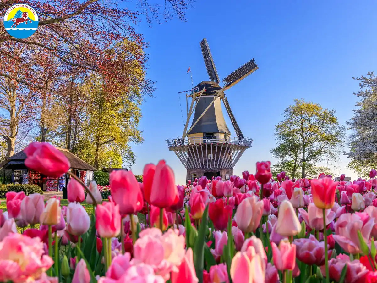 Mùa Tulip Hà Lan