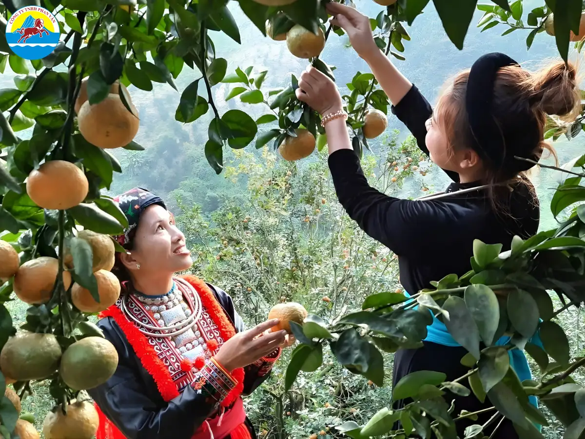 Vùng cam sành Phù Lưu
