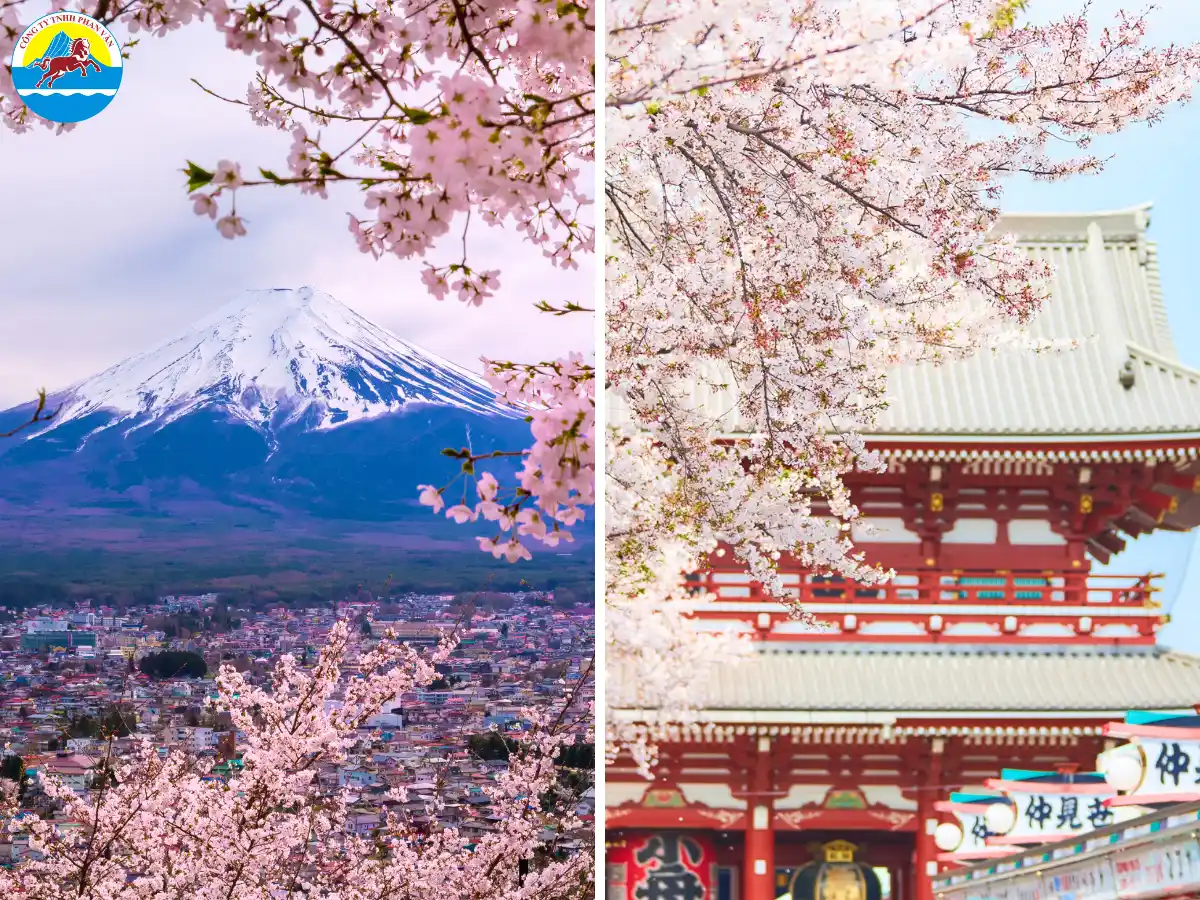 Mùa hoa anh đào ở Nhật và Hàn