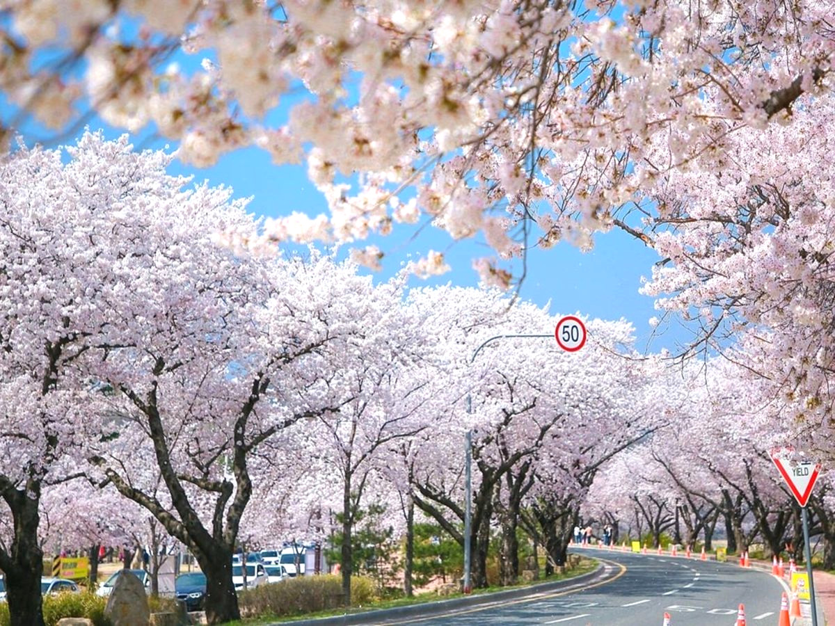 địa điểm du lịch hàn quốc mùa xuân