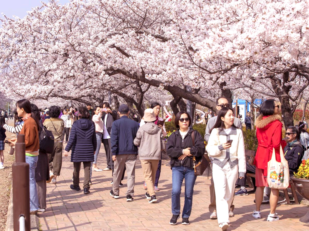 mùa xuân hàn quốc có gì