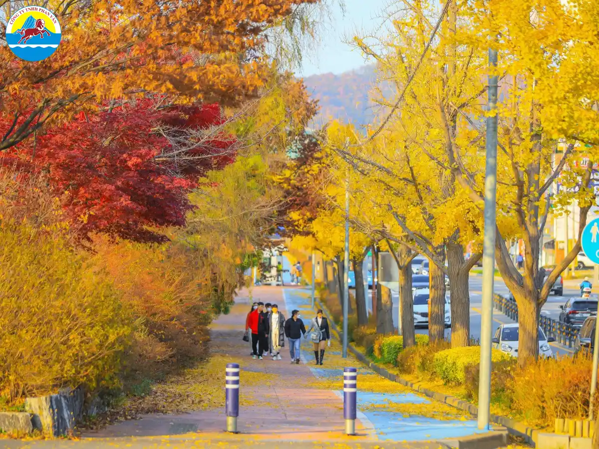 Con đường cây ngân hạnh - Đảo Nami