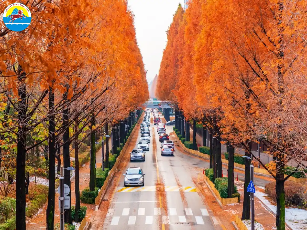 Mùa thu tại Hàn Quốc cực kỳ dễ chịu