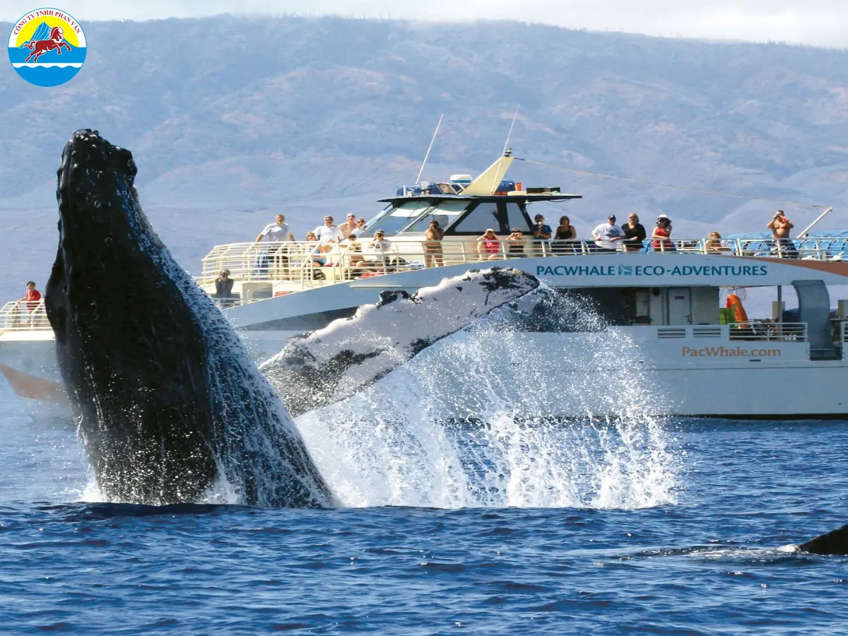 Ngắm cá voi lưng gù di cư