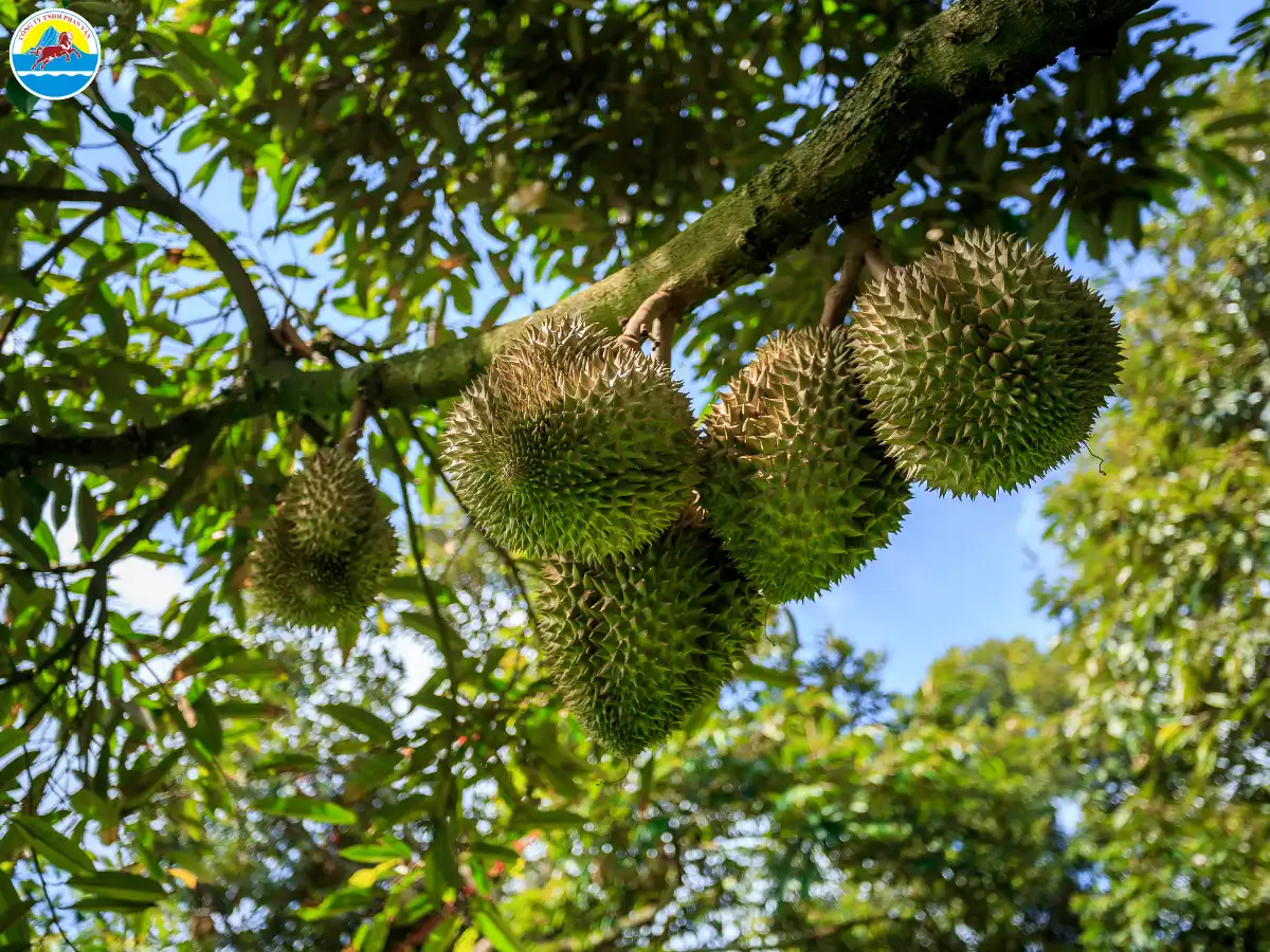 du lịch khánh sơn khánh hòa