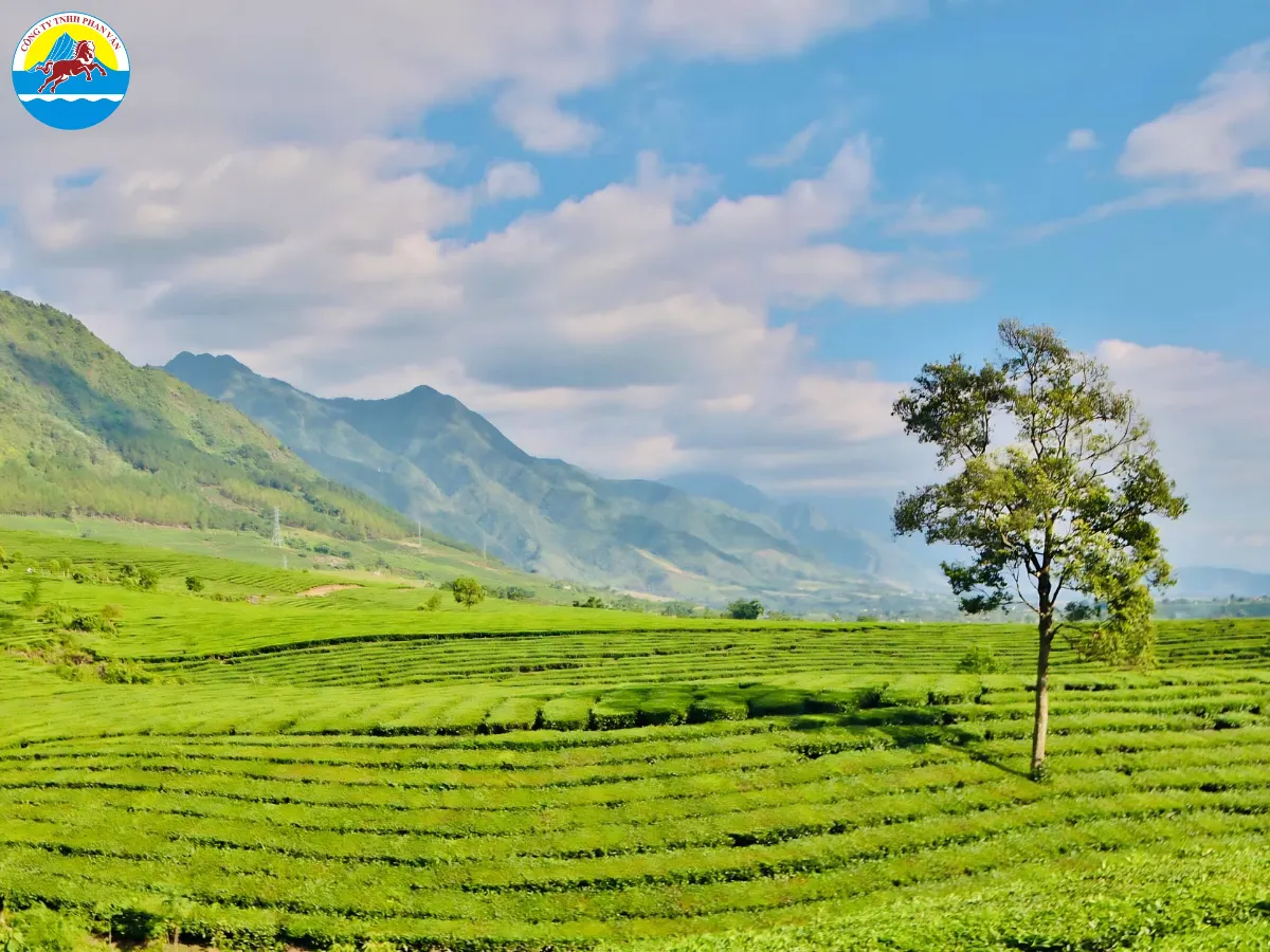 Đồi chè Tân Uyên