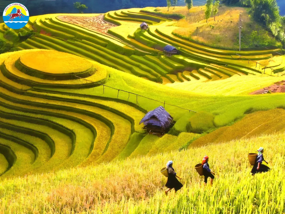 Cánh đồng Mường Than