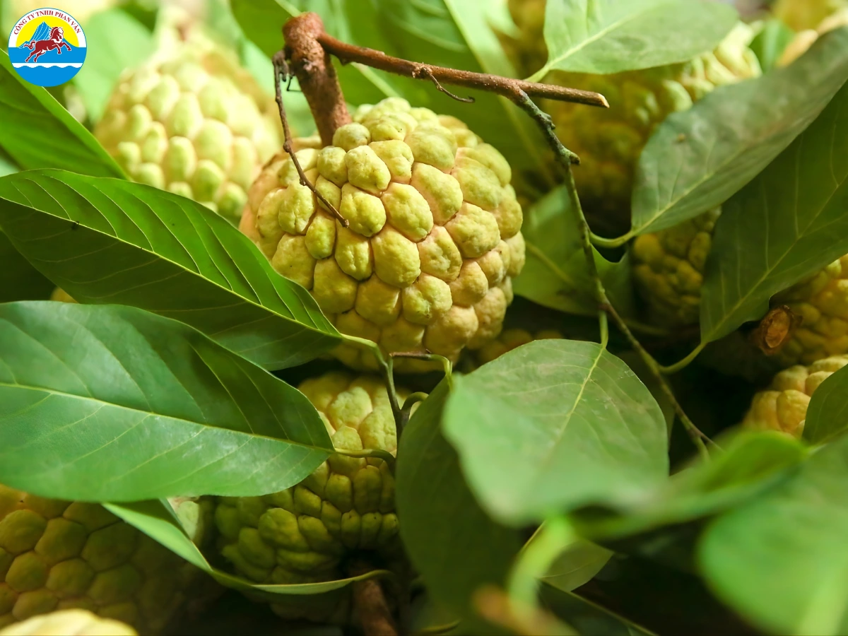 du lịch Lạng Sơn 2 ngày 1 đêm​