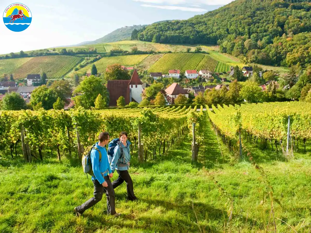 Con đường mòn Nhà sản xuất Rượu vang (Wine Wanderweg)