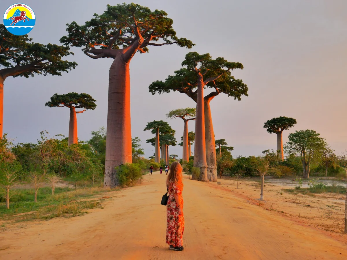 Đại lộ Baobab
