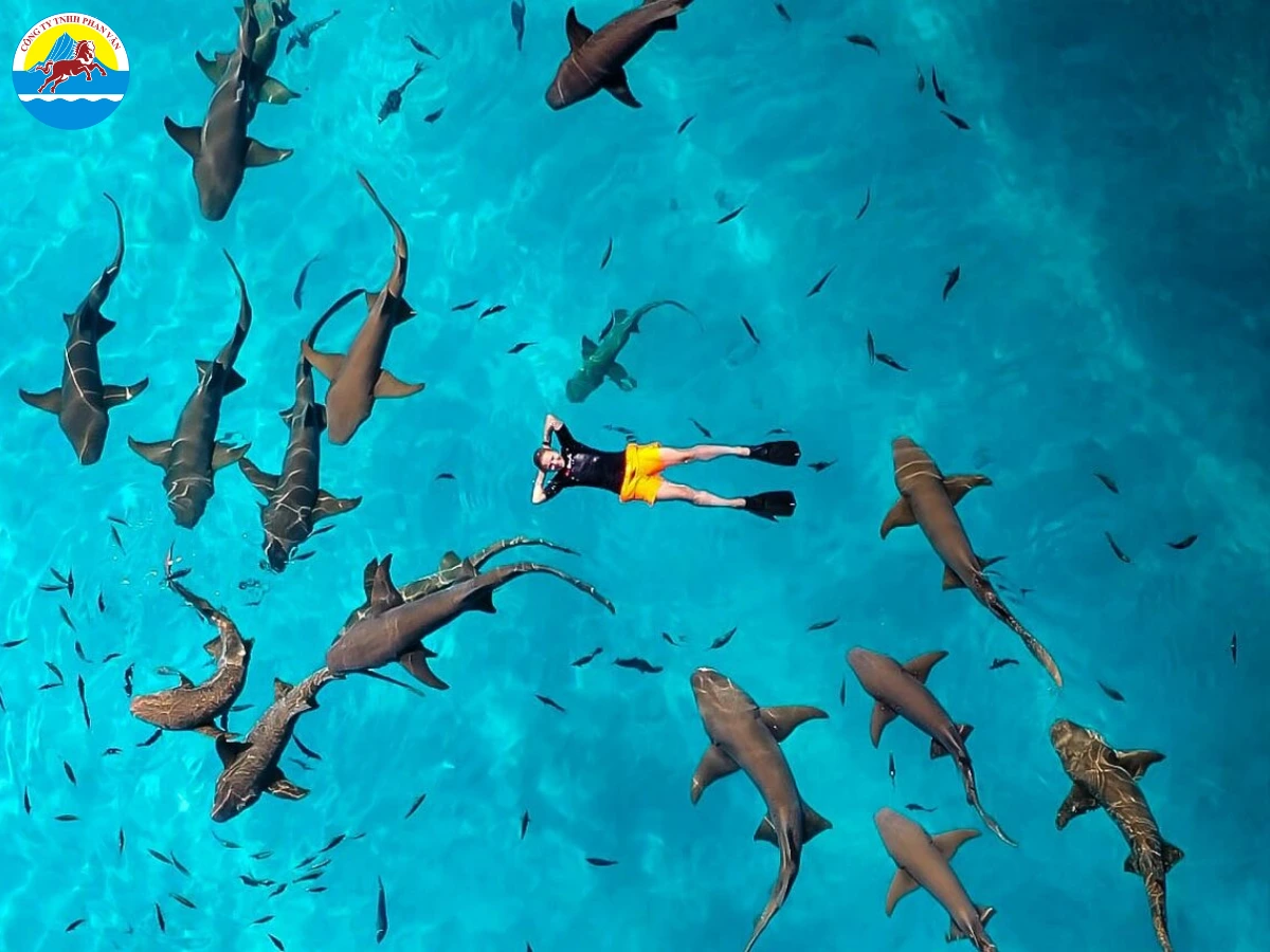 Ngắm cá mập voi tại South Ari Atoll