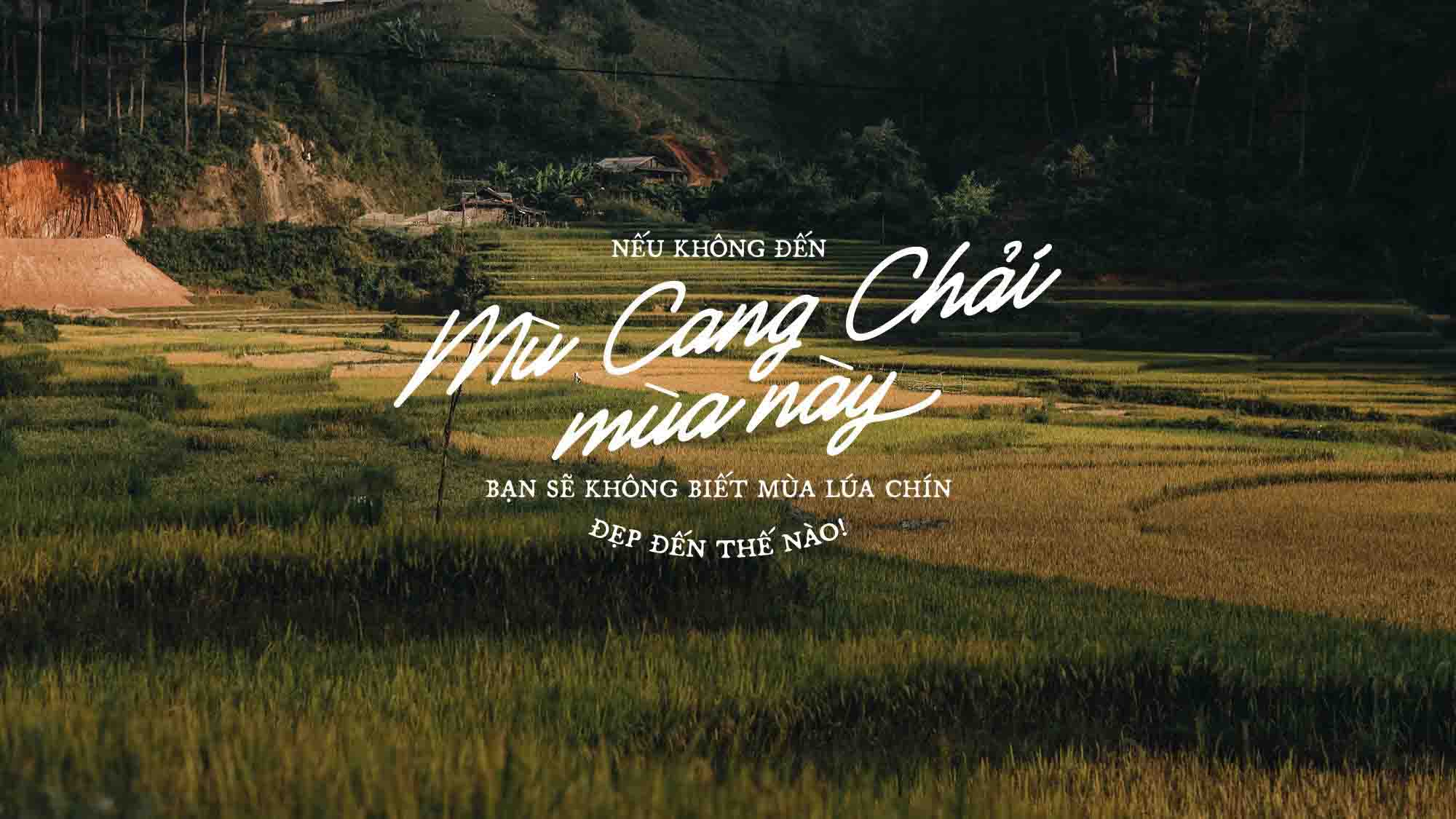 Cánh Đồng Lúa Chín Ở Mù Cang Chải