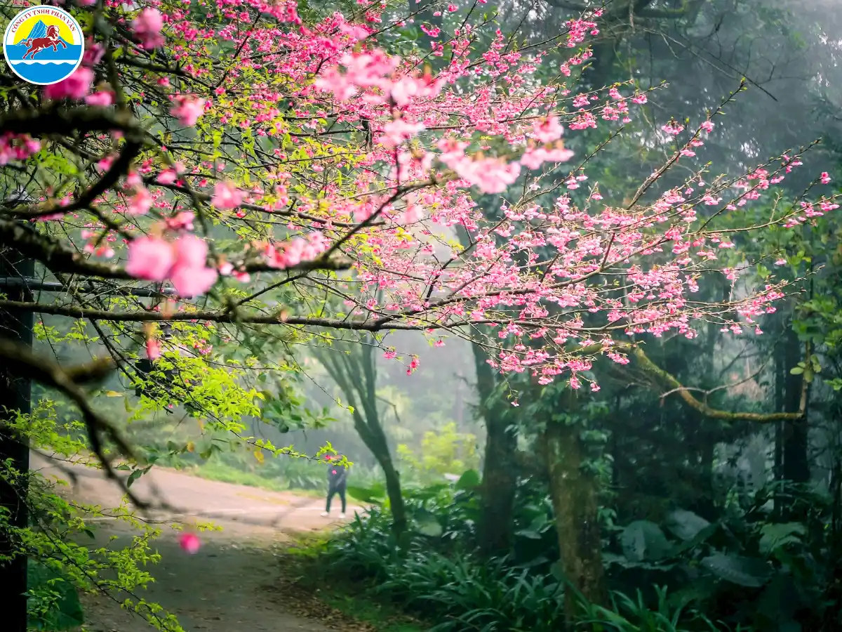 du lịch tháng 1 miền bắc