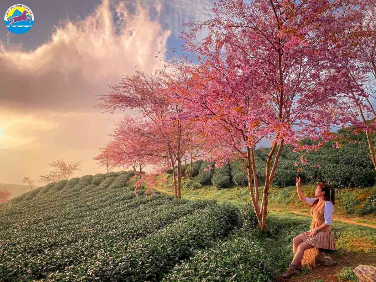 Ngắm hoa mai anh đào tại Sapa