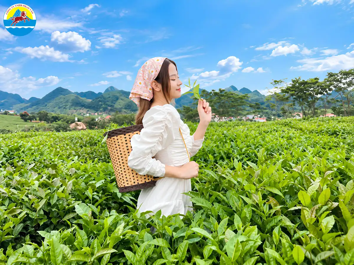 du lịch Mộc Châu 2 ngày 1 đêm