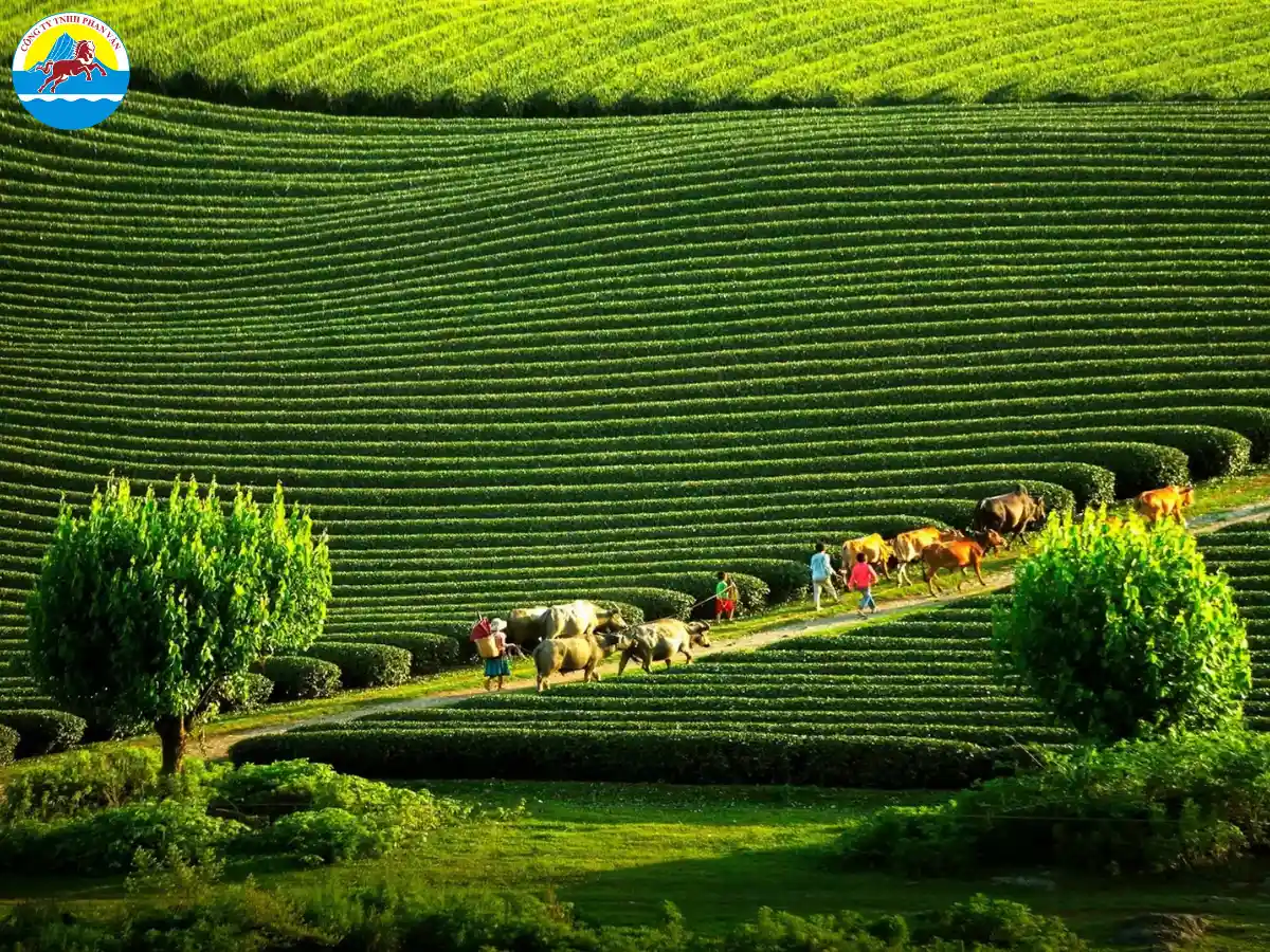 Cao nguyên Mộc Châu cao khoảng 1050m, có khí hậu mát lành quanh năm