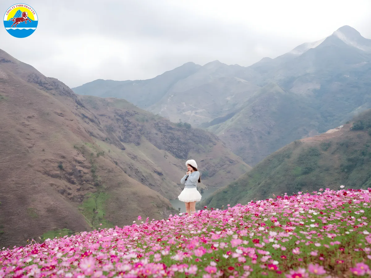 Hoa tam giác mạch trái vụ