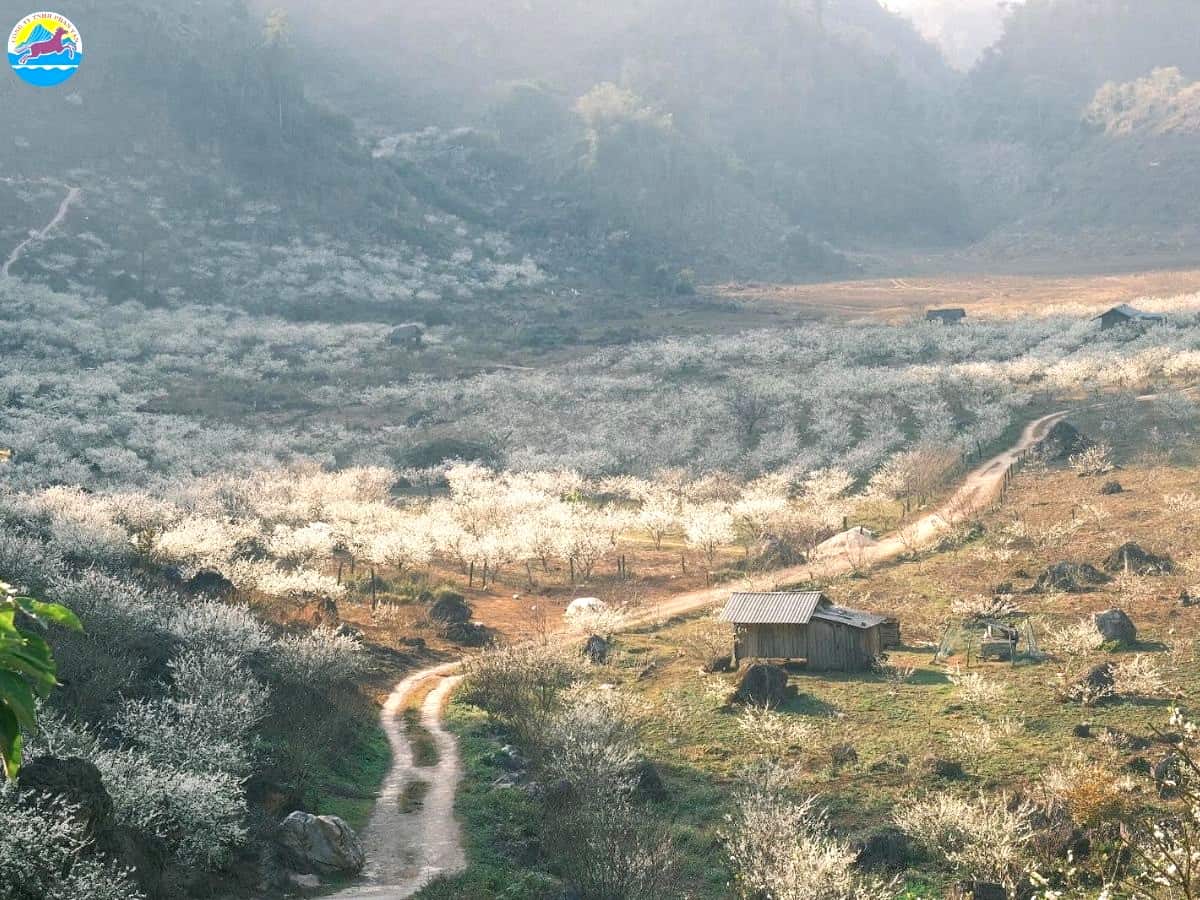 kinh nghiệm du lịch mộc châu tháng 2​