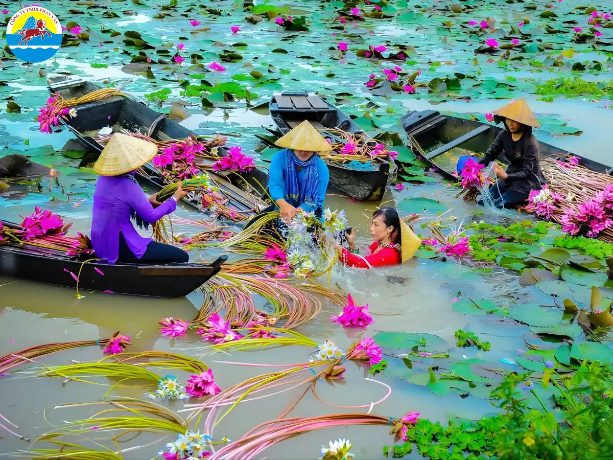 du lịch mùa nước nổi Đồng Tháp