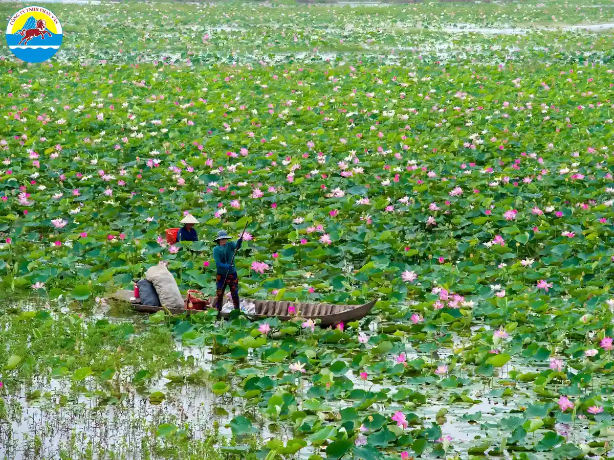 du lịch mùa nước nổi Đồng Tháp