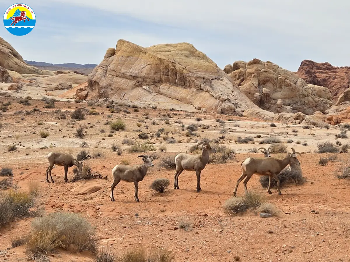 Sa mạc tại Nevada