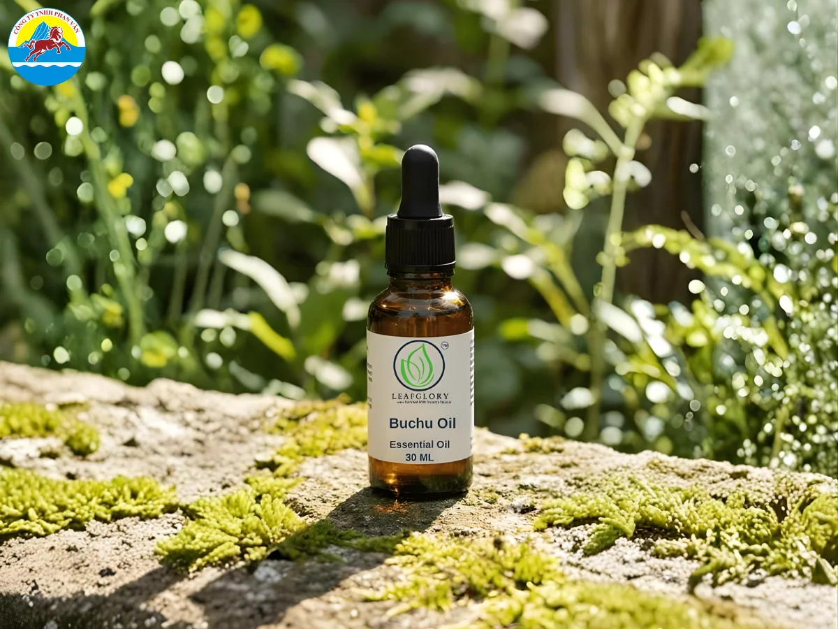 Tinh dầu hữu cơ từ cây Buchu