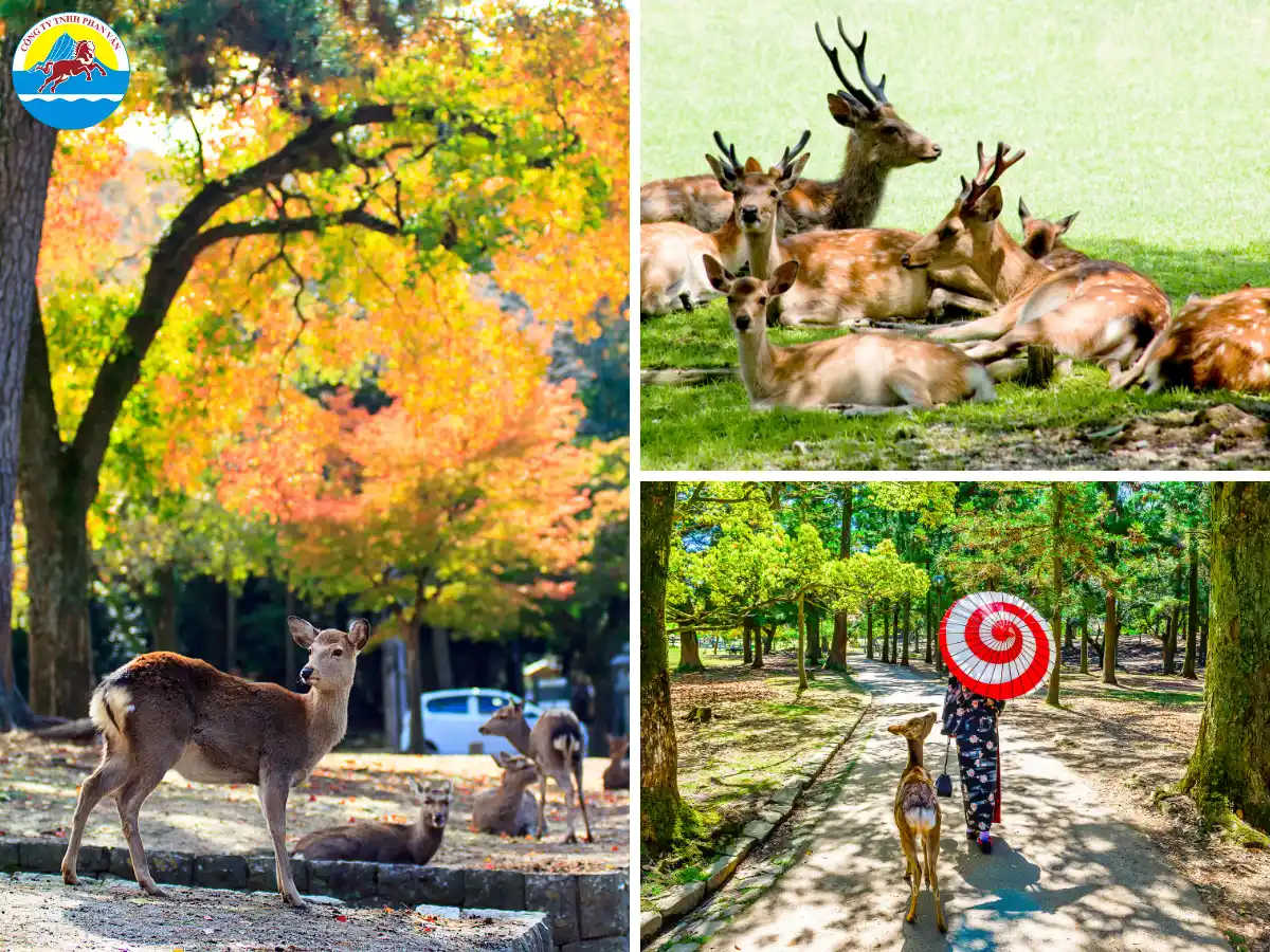 Cố đô Nara mang vẻ đẹp đặc trưng qua bốn mùa