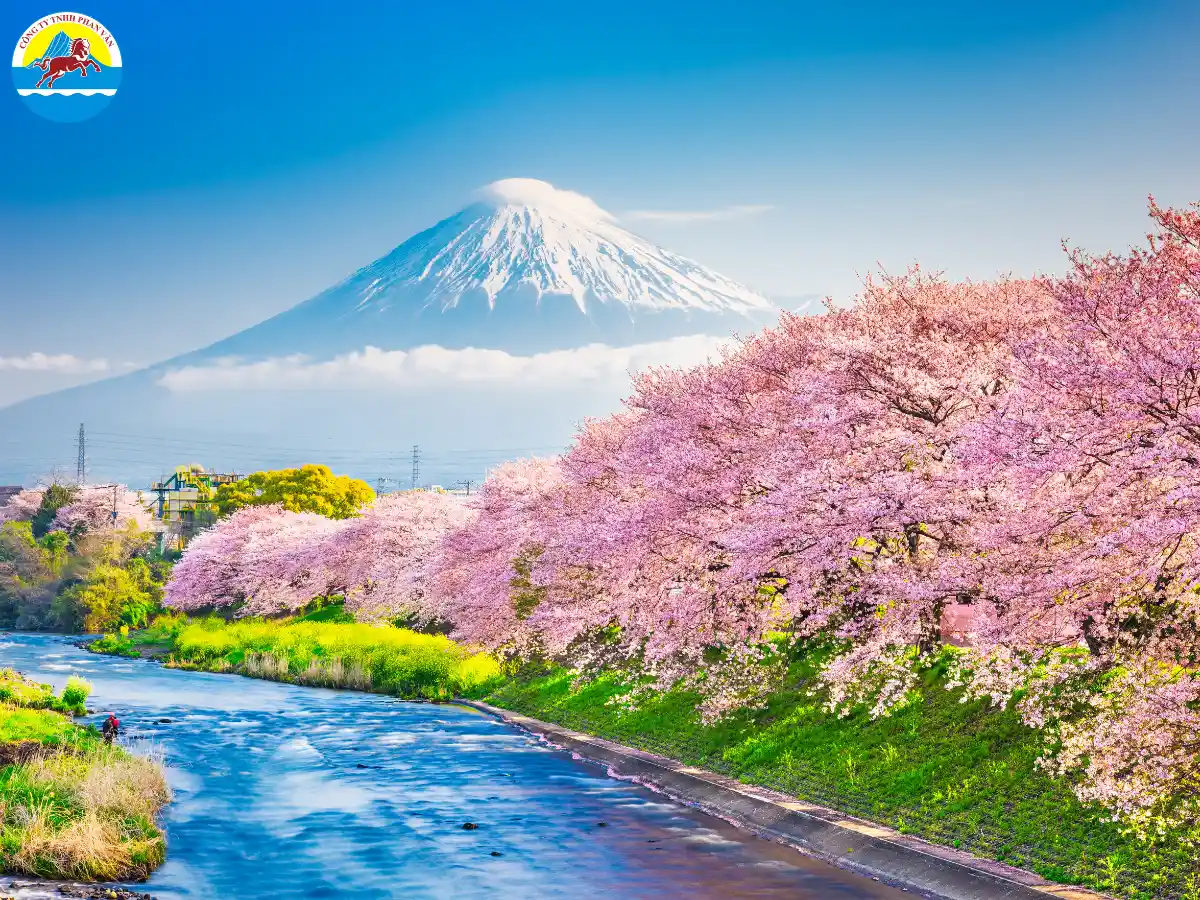 Mùa hoa anh đào Sakura