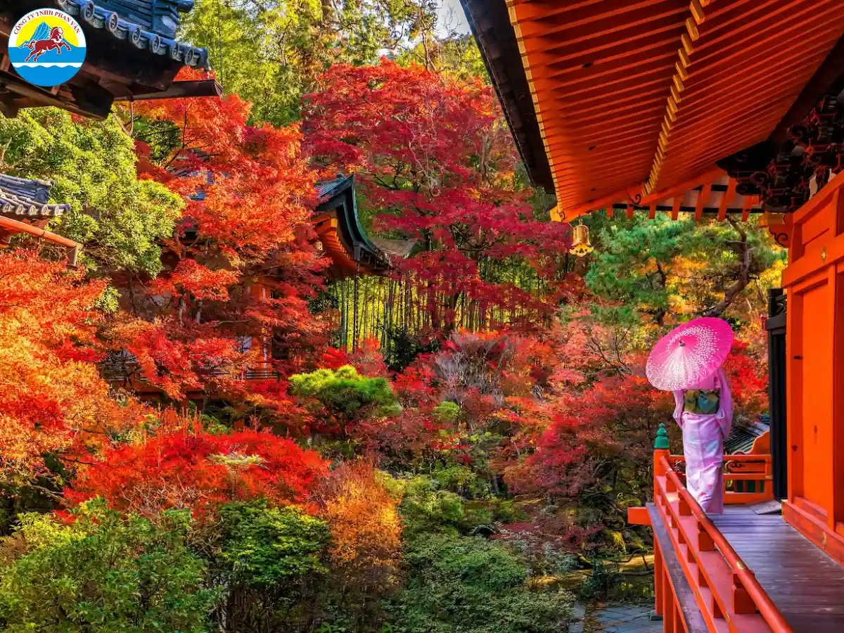 Mùa lá đỏ Momiji rực rỡ