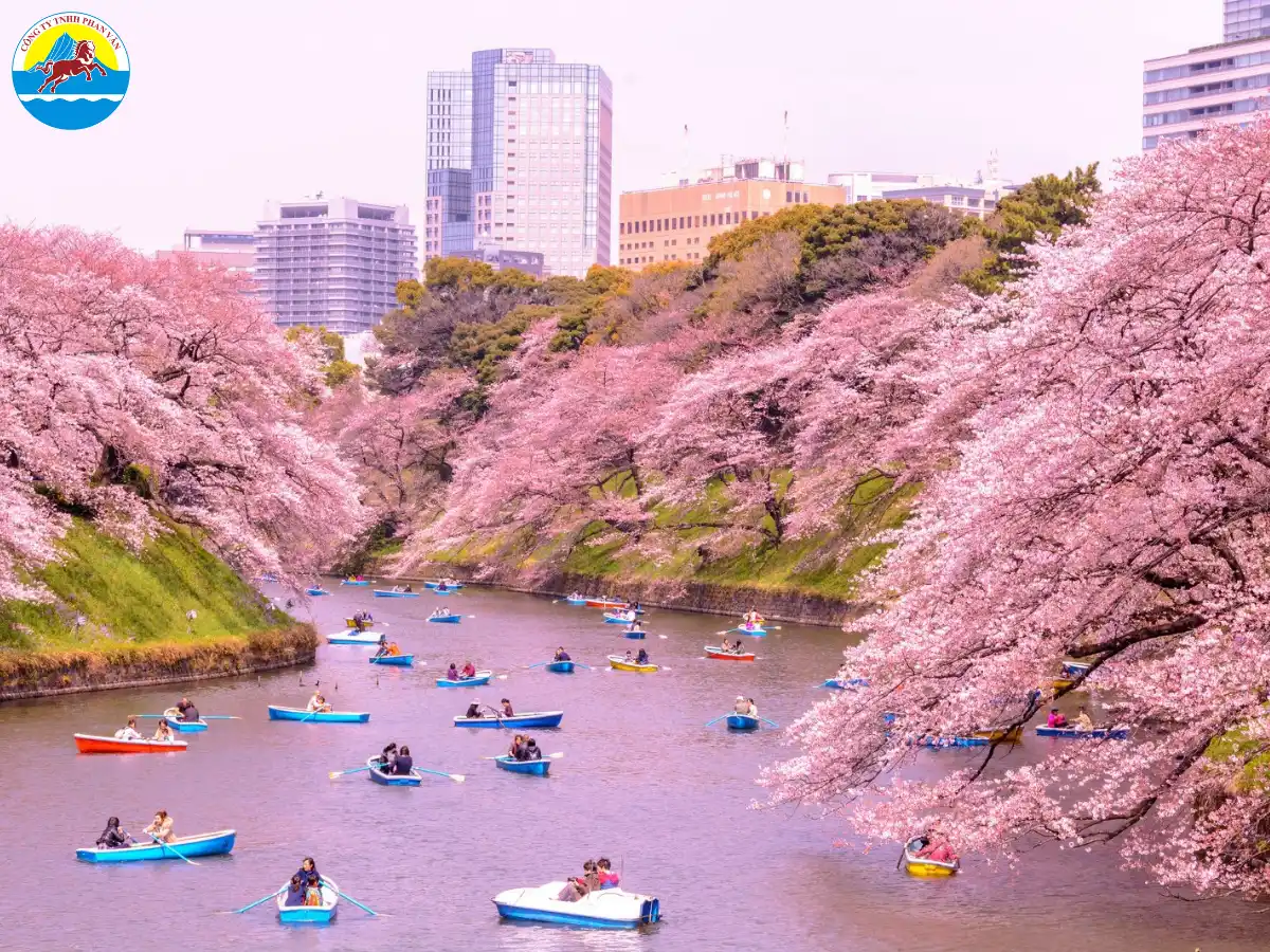 Lễ hội hoa anh đào (Hanami)