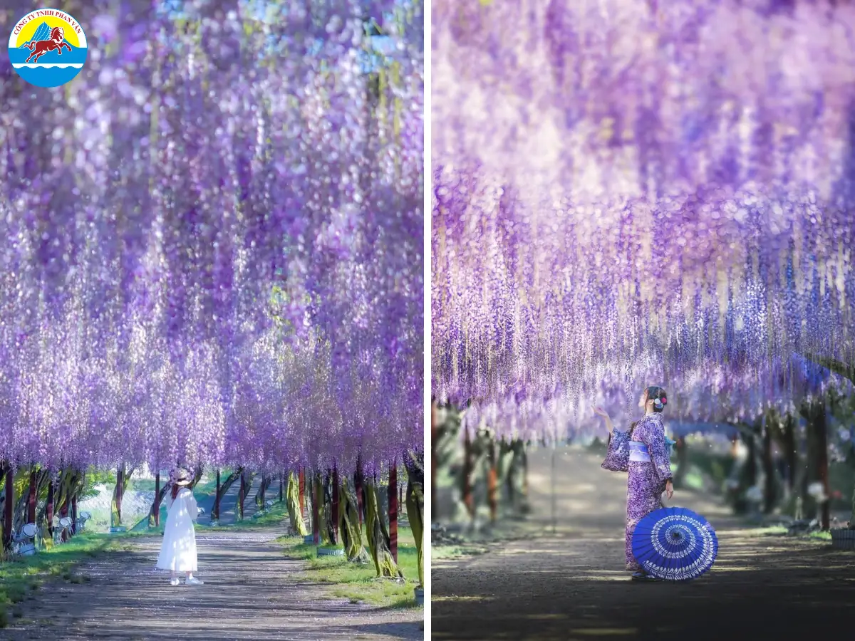 Phan Văn Travel chuyên cung cấp các tour du lịch Nhật Bản tháng 5 chất lượng cao