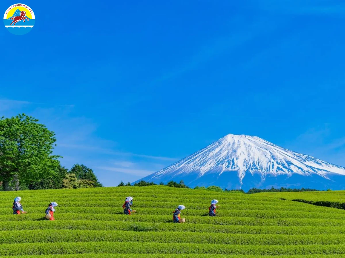 Đồi trà xanh tại Shizuoka