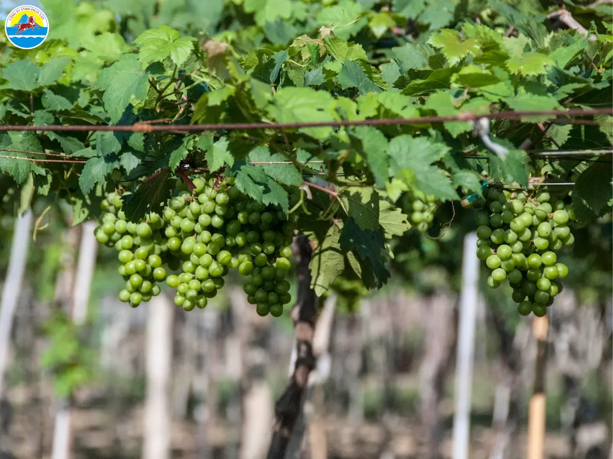 ninh thuận tháng 12