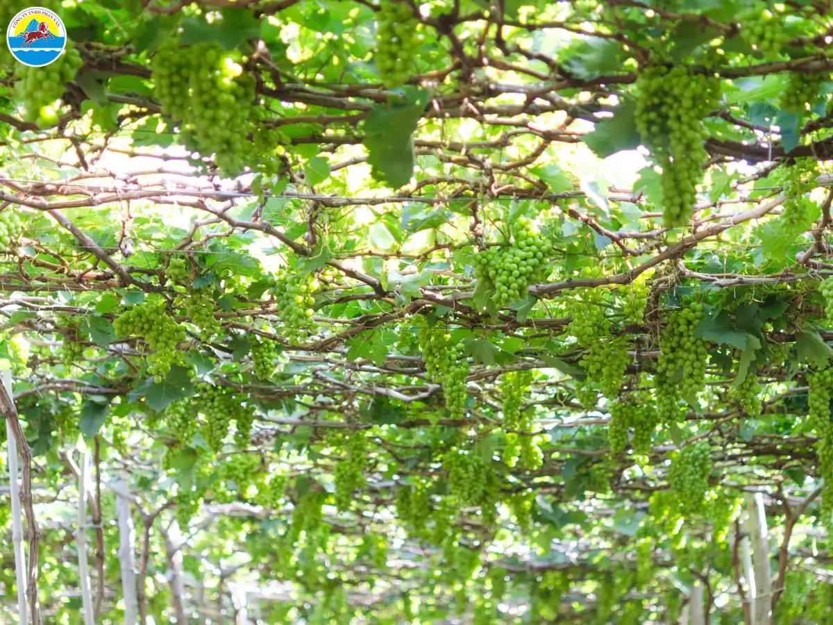 ninh thuận tháng 12