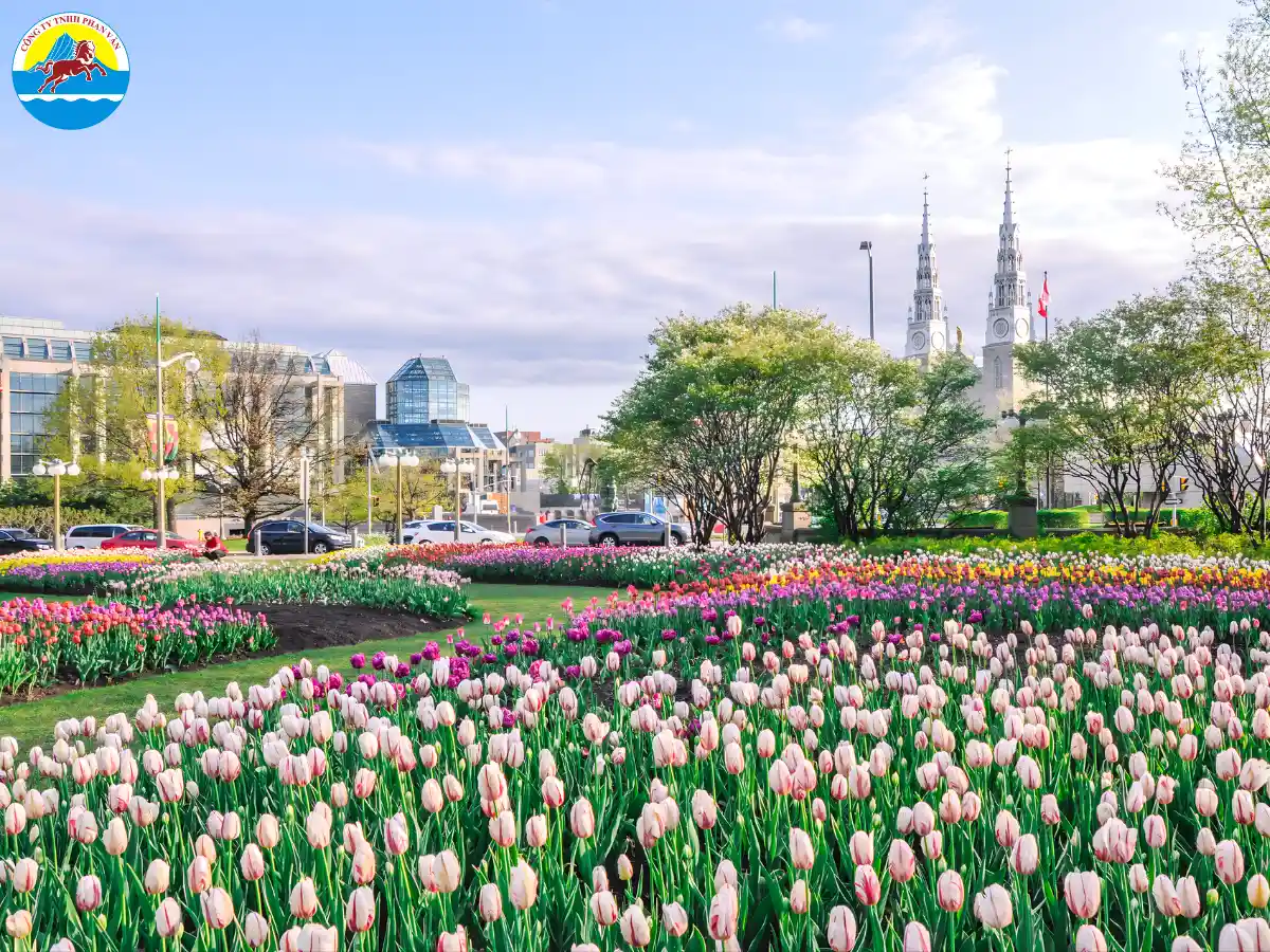 Chiêm ngưỡng hoa tulip tại Ottawa