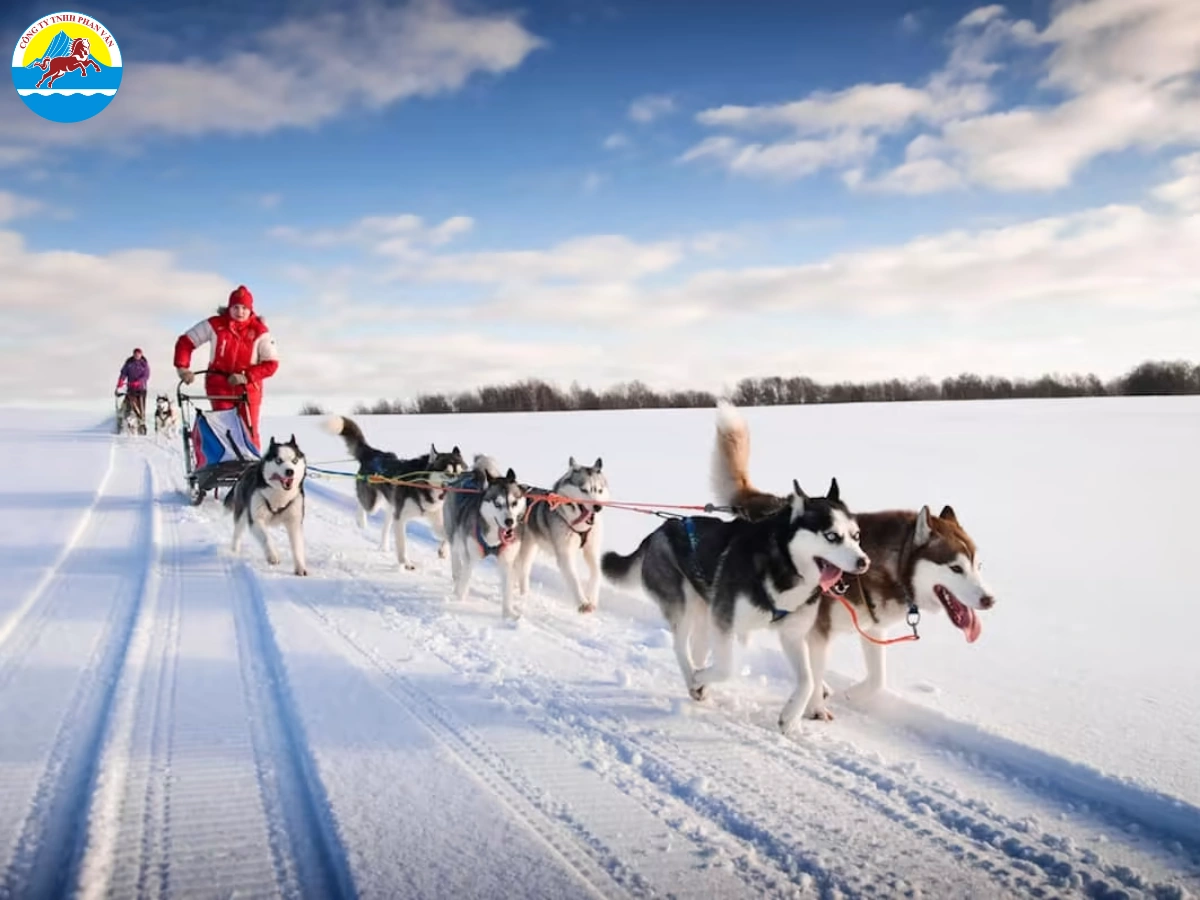 Lái xe trượt tuyết chó kéo Husky